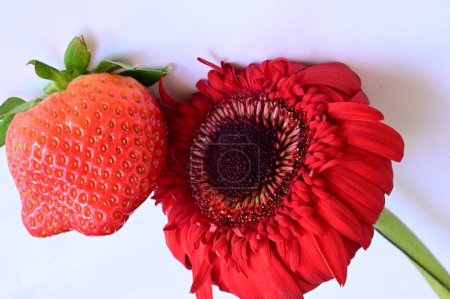 Photo for Gerbera  flower and  strawberry, close up - Royalty Free Image