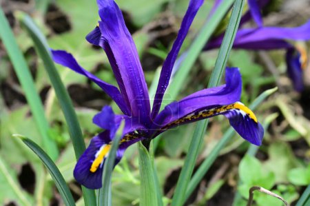 Foto de Hermosa flor de iris creciendo en el jardín en primavera - Imagen libre de derechos