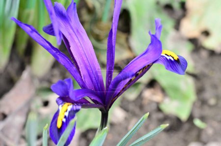 Foto de Hermosa flor de iris creciendo en el jardín en primavera - Imagen libre de derechos