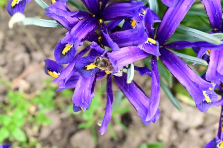 Foto de Hermosos iris creciendo en el jardín en primavera - Imagen libre de derechos
