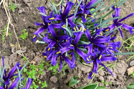 Foto de Beautiful irises growing in garden in spring - Imagen libre de derechos