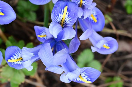Téléchargez les photos : Beaux iris poussant dans le jardin au printemps - en image libre de droit