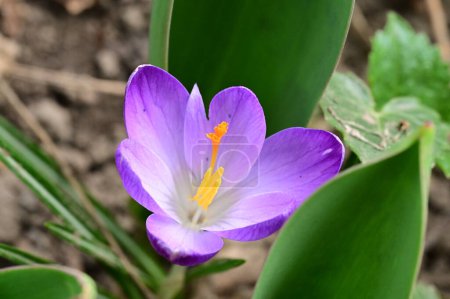 Téléchargez les photos : Beautiful  crocus  flower  growing in garden in spring - en image libre de droit