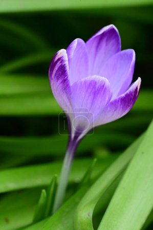 Foto de Beautiful  crocus  flower  growing in garden in spring - Imagen libre de derechos