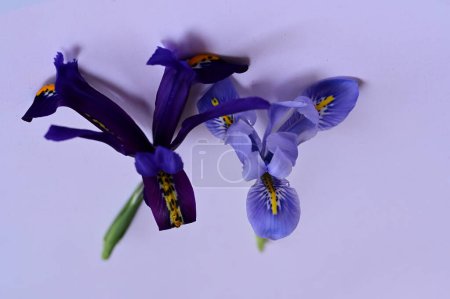 Foto de Hermosas flores de iris púrpura sobre fondo blanco - Imagen libre de derechos
