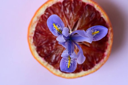 Photo for Iris  flower and  grapefruit, close up - Royalty Free Image
