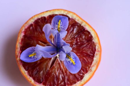Photo for Iris  flower and  grapefruit, close up - Royalty Free Image
