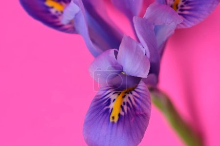 Foto de Hermosa flor de iris púrpura sobre fondo rosa - Imagen libre de derechos