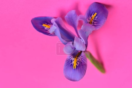 Foto de Beautiful purple iris flower on pink background - Imagen libre de derechos