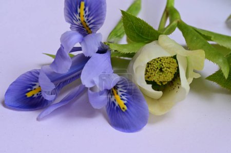 Foto de Primer plano de hermosas flores blancas y púrpuras - Imagen libre de derechos
