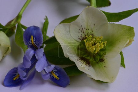 Foto de Close up of beautiful white and purple flowers - Imagen libre de derechos