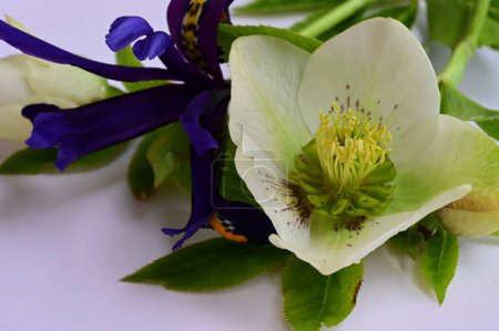 Foto de Primer plano de hermosas flores blancas y púrpuras - Imagen libre de derechos