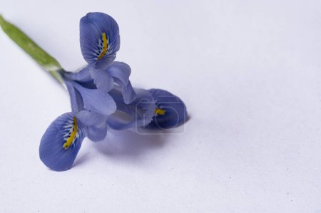 Foto de Hermosa flor de iris púrpura sobre fondo blanco - Imagen libre de derechos
