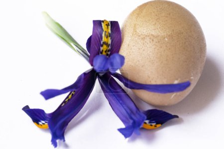 Foto de Hermosa flor de iris púrpura con huevo sobre fondo blanco, concepto de Pascua - Imagen libre de derechos