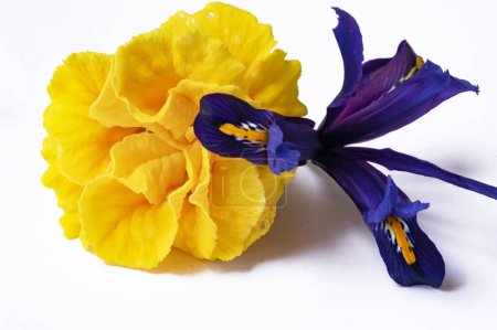 Téléchargez les photos : Beautiful yellow iris and marigold flowers on white background - en image libre de droit