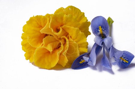 Foto de Hermoso iris amarillo y flores de caléndula sobre fondo blanco - Imagen libre de derechos