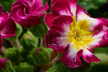 Foto de Pink and yellow beautiful flowers, close up view - Imagen libre de derechos