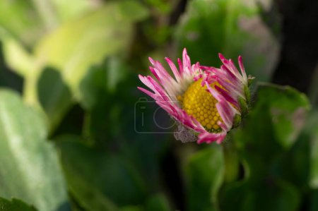 Foto de Hermosa flor de margarita creciendo en el jardín en primavera - Imagen libre de derechos