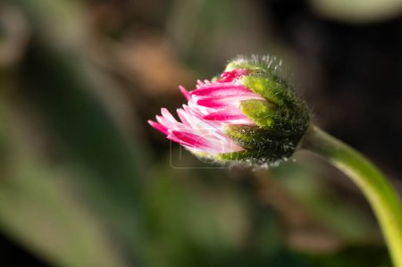 Téléchargez les photos : Belle fleur de marguerite poussant dans le jardin au printemps - en image libre de droit