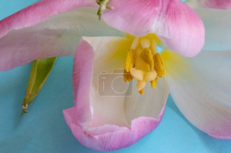 Foto de Beautiful pink and white flower on blue background - Imagen libre de derechos