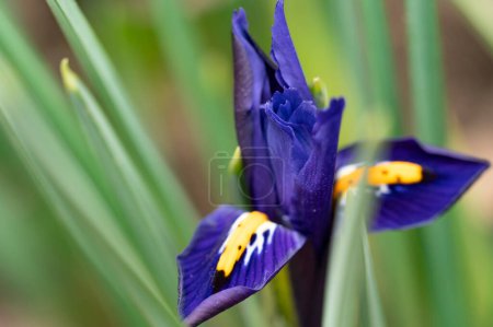 Foto de Hermosas flores púrpuras en el bosque - Imagen libre de derechos