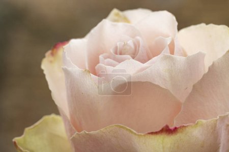 Photo for Beautiful rose  flower, close up - Royalty Free Image