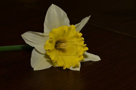Photo for Daffodil flower, spring background. - Royalty Free Image