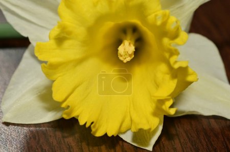 Téléchargez les photos : Daffodil flower, spring background. - en image libre de droit