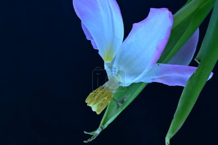 Foto de Beautiful spring  flower, close up - Imagen libre de derechos