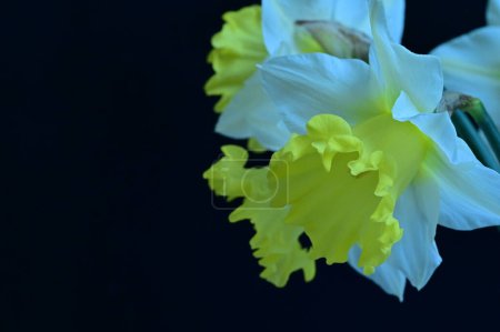 Foto de Narcisos que crecen en el jardín, fondo de primavera. - Imagen libre de derechos