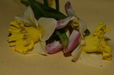 Téléchargez les photos : Belle composition florale printanière, gros plan - en image libre de droit