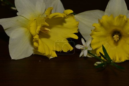 Foto de Beautiful  spring  flowers, floral composition, close up - Imagen libre de derechos