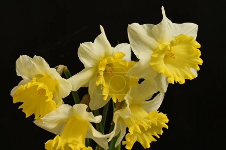 Foto de Beautiful daffodils  flowers, floral composition, close up - Imagen libre de derechos