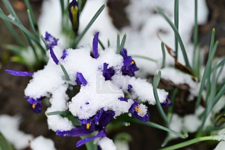 Téléchargez les photos : Covered with snow beautiful irises growing in garden - en image libre de droit