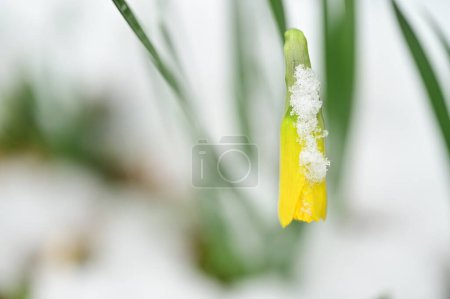 Foto de Flor de narciso cubierta de nieve en el jardín - Imagen libre de derechos