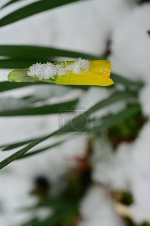 Photo for Daffodil  flower  covered with snow  in garden - Royalty Free Image