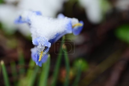 Téléchargez les photos : Couvert de neige beaux iris poussant dans le jardin - en image libre de droit