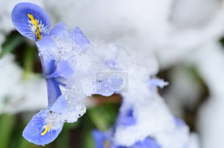 Téléchargez les photos : Couvert de neige beaux iris poussant dans le jardin - en image libre de droit