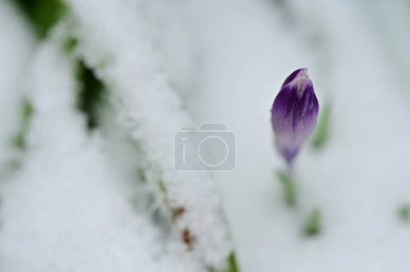 Téléchargez les photos : Fleur de crocus recouverte de neige dans le jardin - en image libre de droit