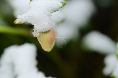 Foto de Beautiful flower  covered with snow  in garden - Imagen libre de derechos