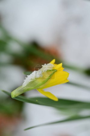 Téléchargez les photos : Daffodil  flower  covered with snow  in garden - en image libre de droit