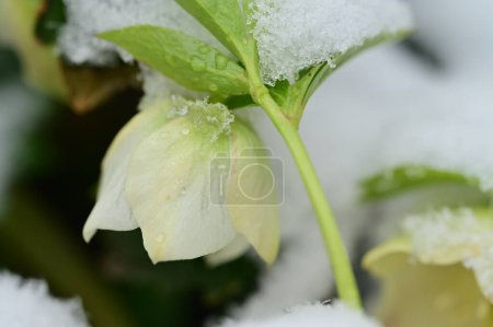 Photo for Beautiful flower  covered with snow  in garden - Royalty Free Image