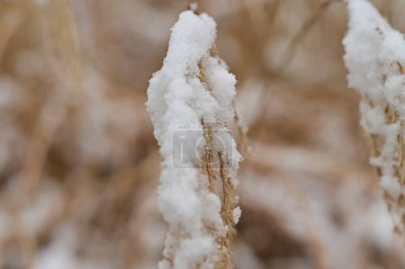 Téléchargez les photos : Plante couverte de neige dans le jardin - en image libre de droit