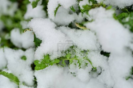 Téléchargez les photos : Snow covered plants  in the garden - en image libre de droit