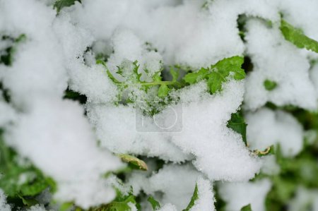 Foto de Snow covered plants  in the garden - Imagen libre de derechos