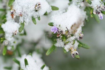 Foto de Snow covered plants  in the garden - Imagen libre de derechos
