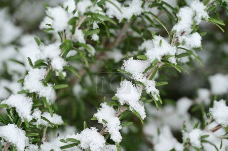 Téléchargez les photos : Plantes couvertes de neige dans le jardin - en image libre de droit