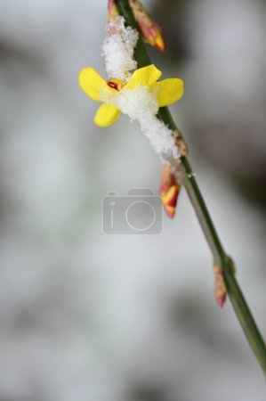 Foto de Beautiful Yellow jasmine  covered with snow  in the garden - Imagen libre de derechos