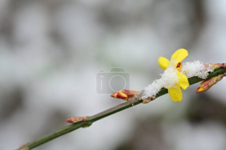 Foto de Hermoso jazmín amarillo cubierto de nieve en el jardín - Imagen libre de derechos