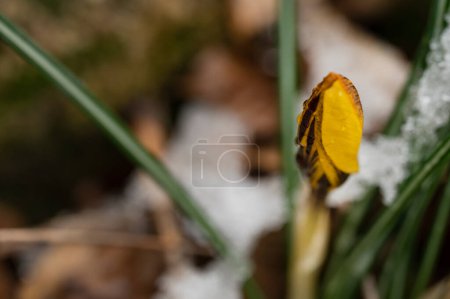 Photo for Crocus  flower  covered with snow  in garden - Royalty Free Image